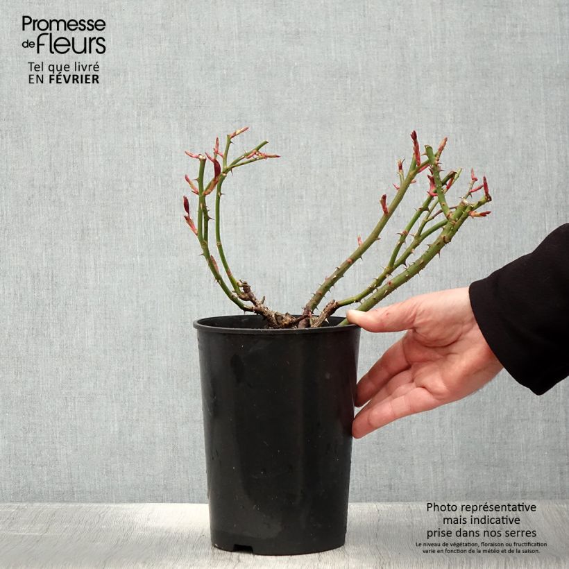 Rosa 'Claire Marshall' - Hybrid Tea Rose  2L/3L pot sample as delivered in winter