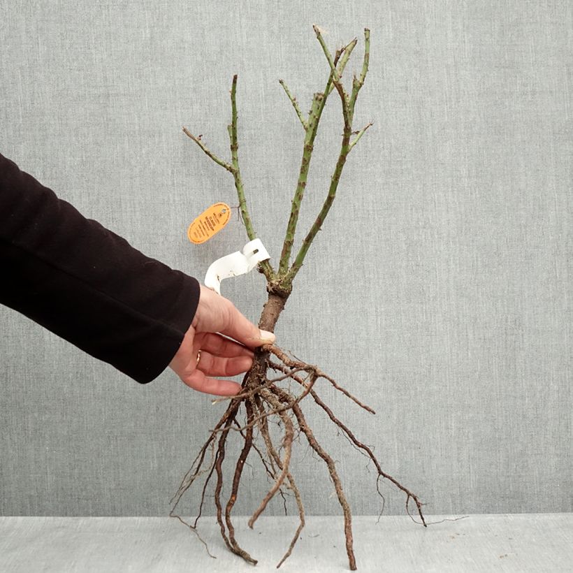 Rosa 'Claude Brasseur' - Hybrid Tea Rose Bare root sample as delivered in winter