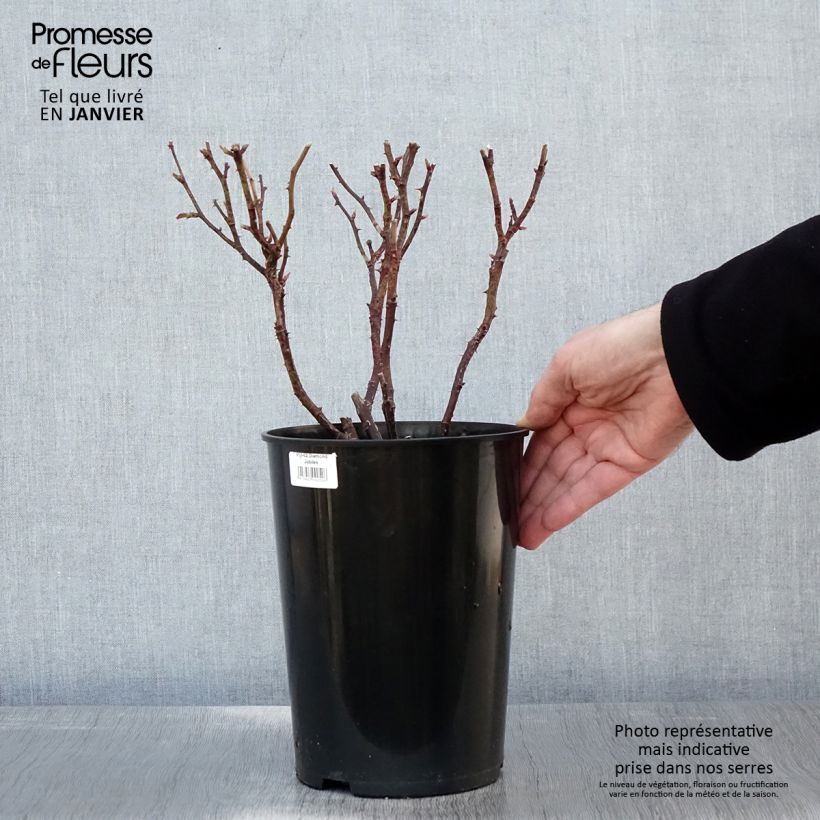 Rosa 'Diamond Jubilee' 4L/5L pot sample as delivered in winter