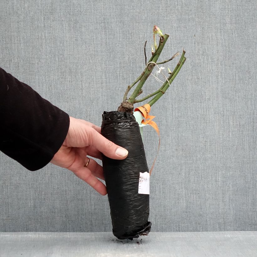 Rosa Donatella- Hybrid Tea Rose Wrapped bare root sample as delivered in winter