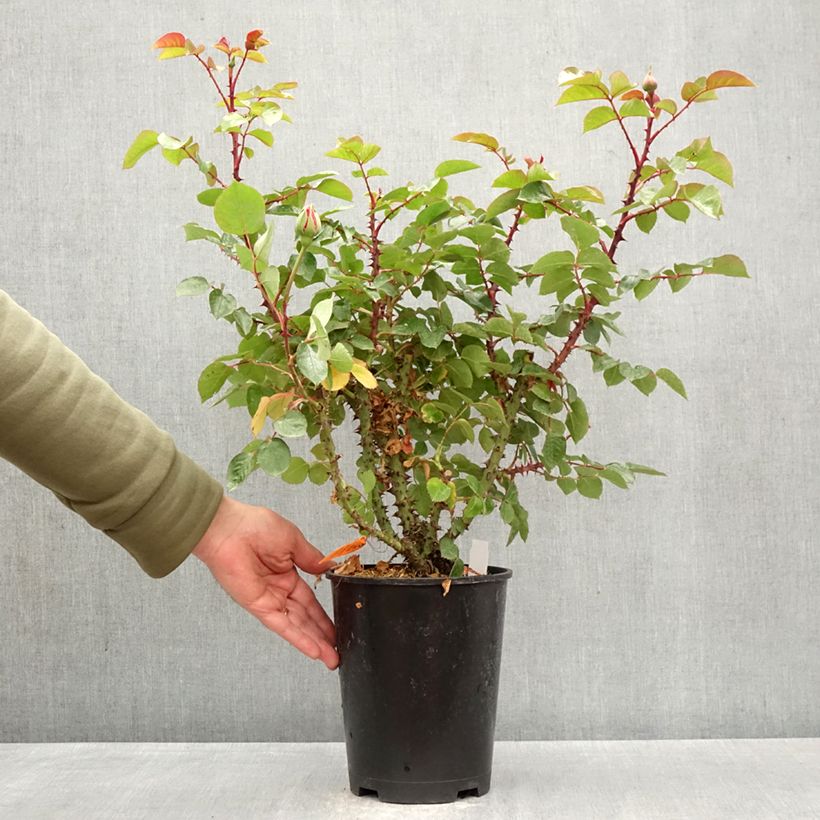 Rosa Drakkar - Hybrid Tea Rose 4L/5L pot sample as delivered in spring