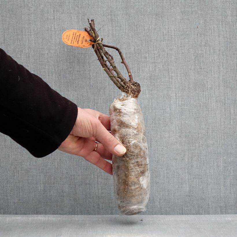 Rosa Edith piaf - Hybrid Tea Rose Wrapped bare root sample as delivered in winter