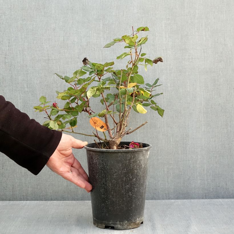 Rosa Elégance Française Meithatie 4L/5L pot sample as delivered in autumn