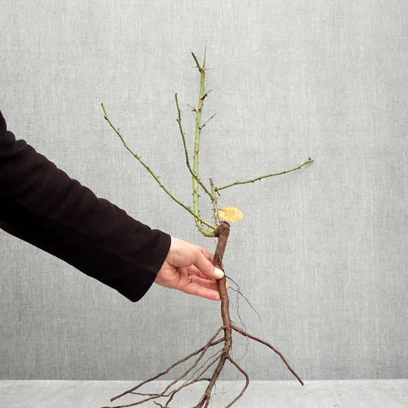 Rosa Elégance Française Bare root sample as delivered in winter