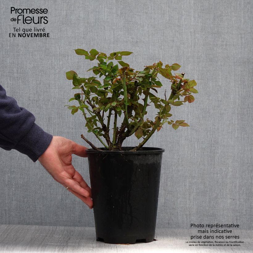 Rosa Eriko Takeda - Shrub Rose 4L/5L pot sample as delivered in autumn
