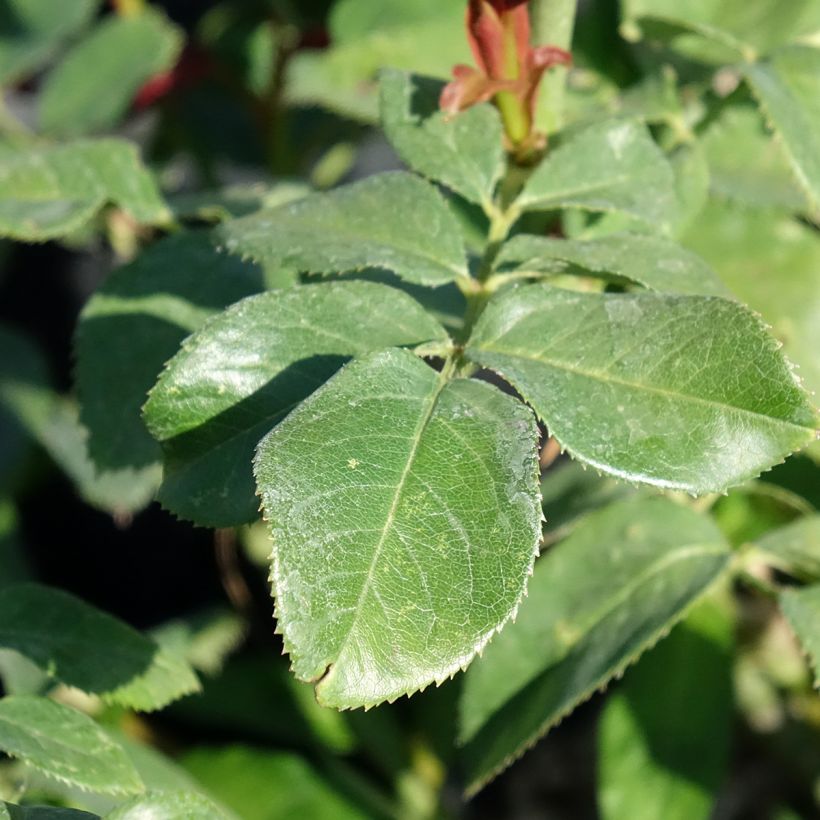 Rosa Eureka - Hybrid Tea Rose (Foliage)