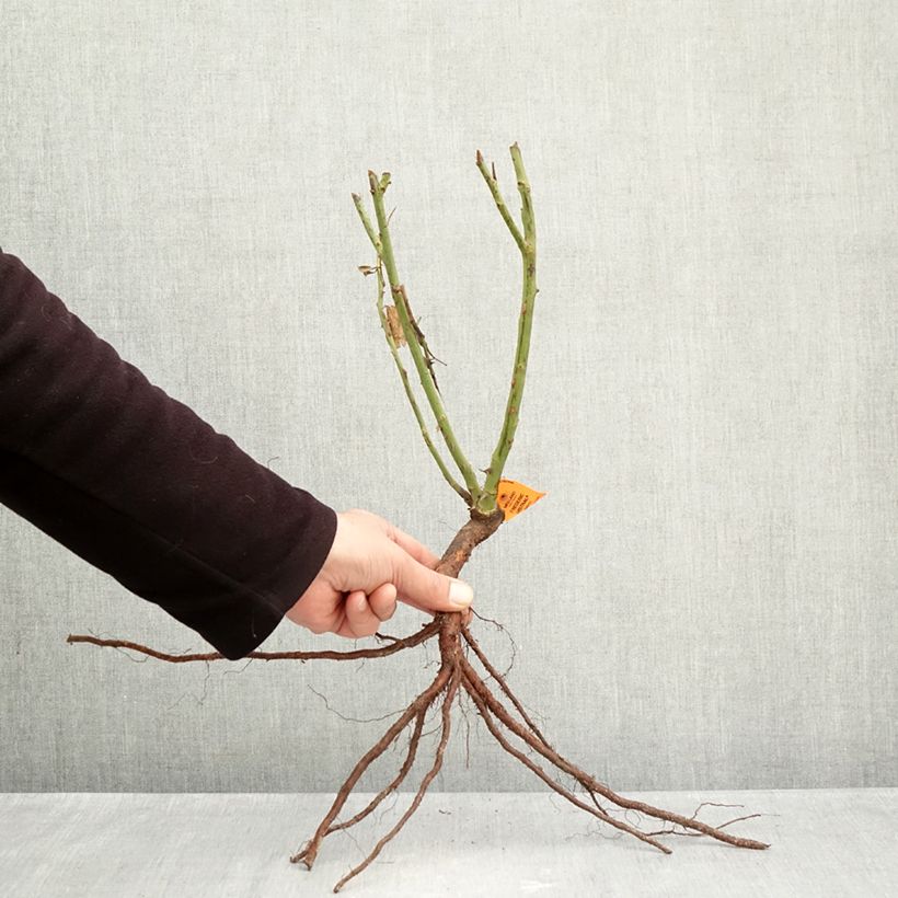 Example of Rosa 'Frédéric Mistral' - Shrub Rose Bare root as you get in hiver