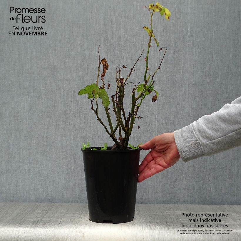 Rosa 'Gérard Depardieu' 4L/5L pot sample as delivered in autumn