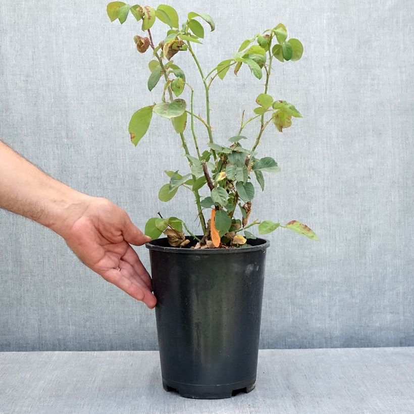 Rosier à grandes fleurs Golden Perfumella 4L/5L pot sample as delivered in summer