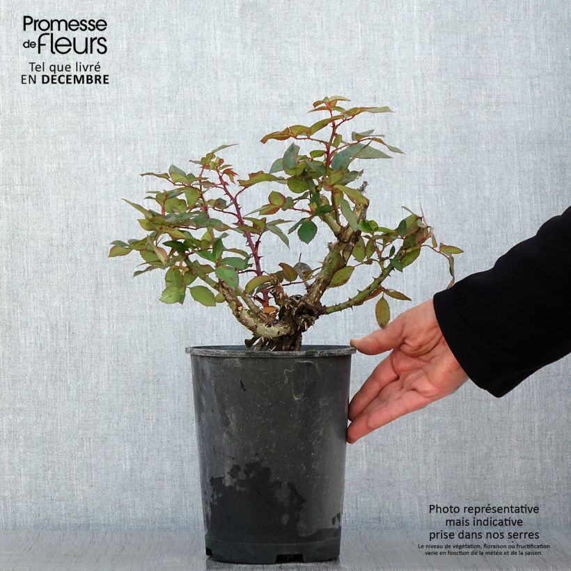 Rosa 'Guignol Orabrica' 4L/5L pot sample as delivered in autumn