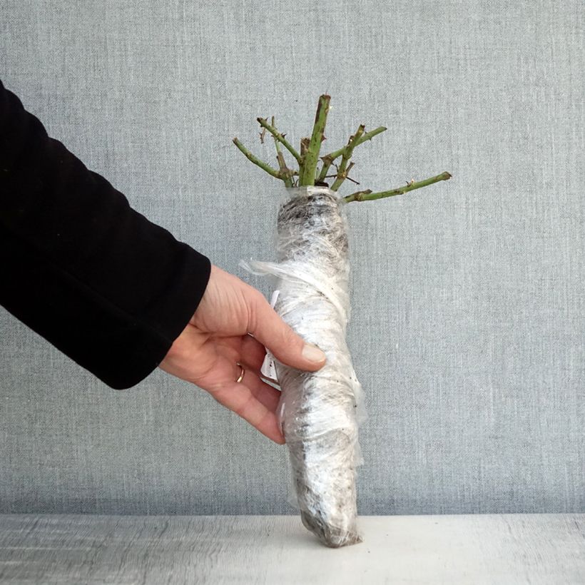 Rosa Guillaume Gomez Wrapped bare root sample as delivered in winter