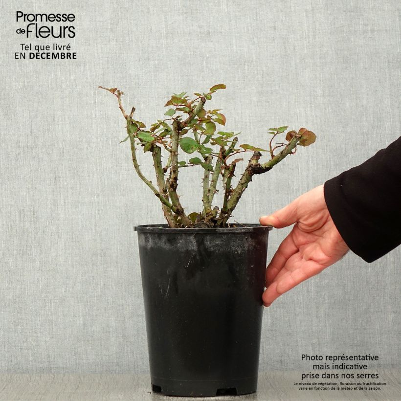 Rosa Henryane de Chaponay 4L/5L pot sample as delivered in autumn