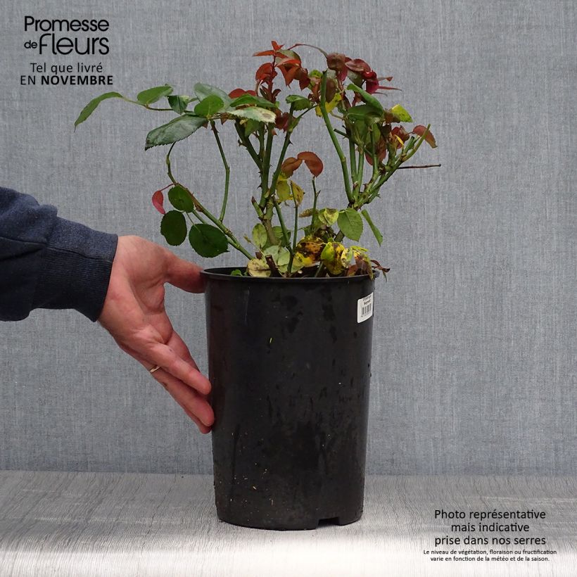 Rosa 'Ingrid Bergman' - Shrub Rose  4L/5L pot sample as delivered in autumn