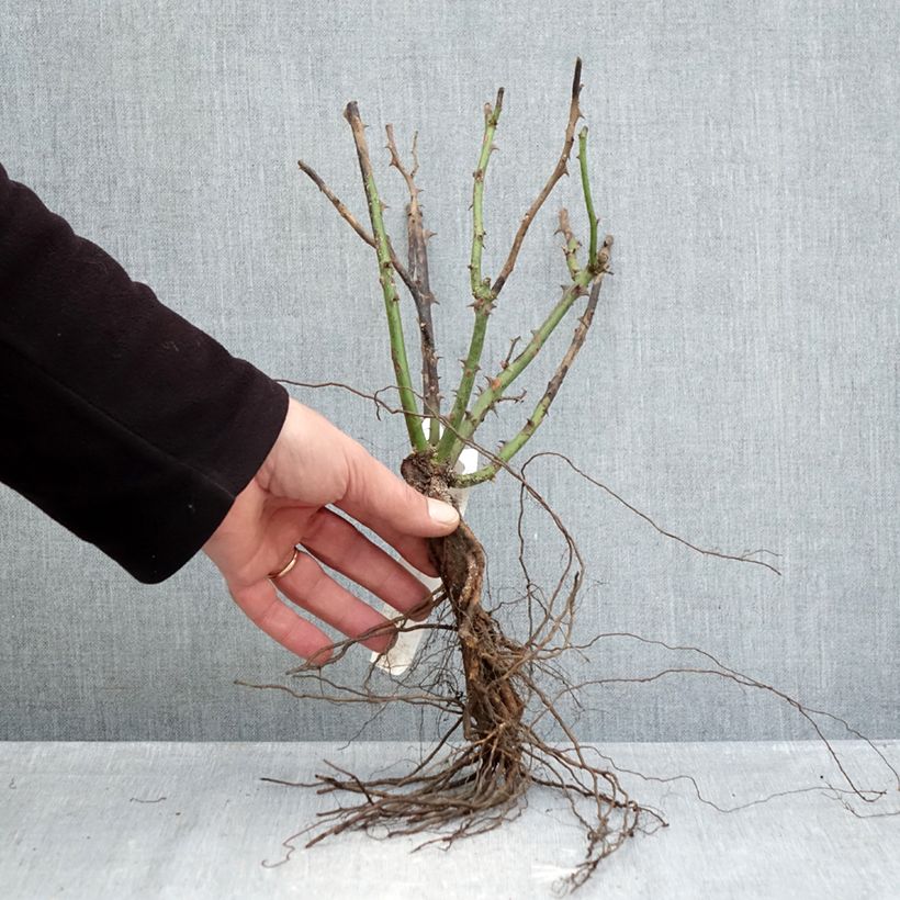 Rosa 'Ingrid Bergman' - Shrub Rose  Bare root sample as delivered in winter