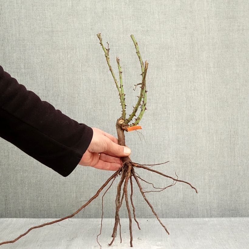 Rosa Jardins de Bagatelle Bare root sample as delivered in winter