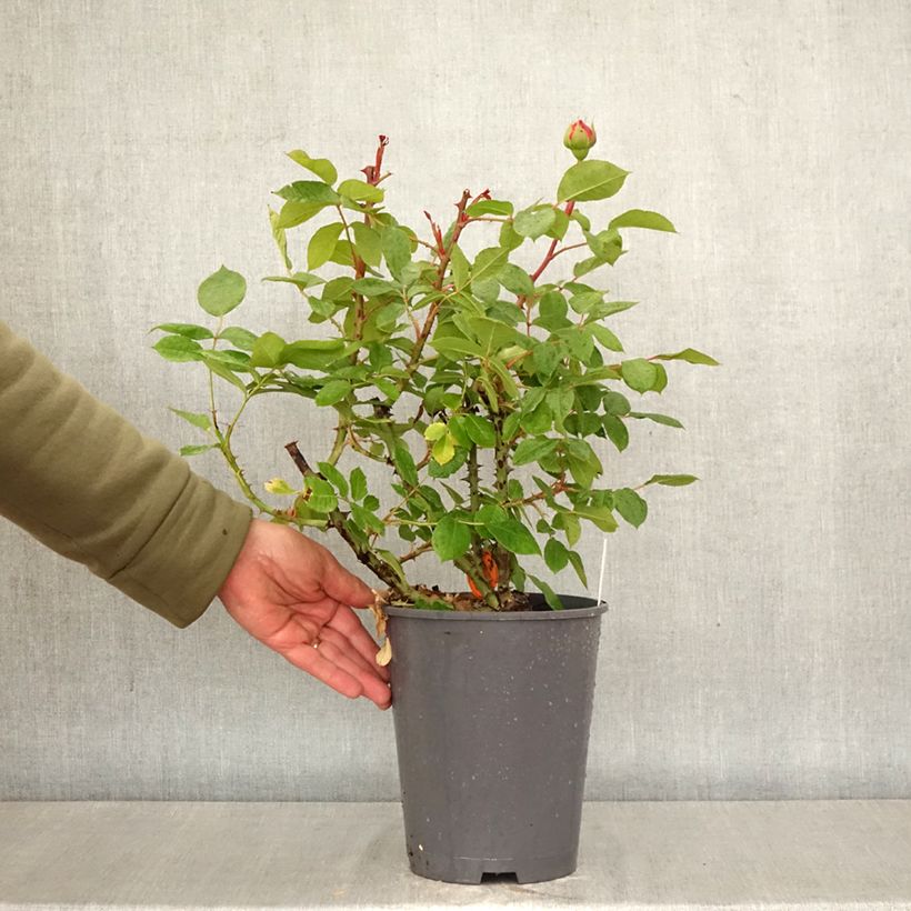 Rosa 'Jean de la Fontaine' - Shrub Rose 4L/5L pot sample as delivered in spring
