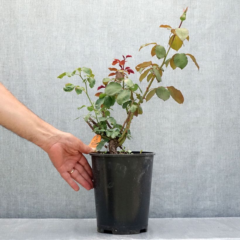 Rosa Jubilé Papa Meilland - Hybrid Tea Rose 4L/5L pot sample as delivered in summer