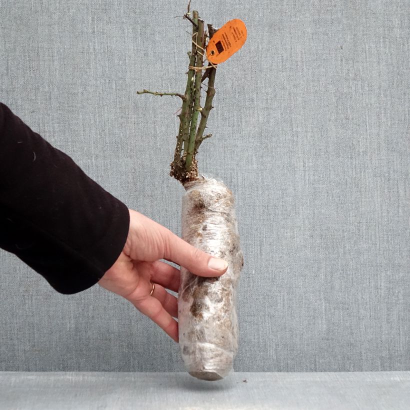 Rosa Jubilé Papa Meilland - Hybrid Tea Rose Wrapped bare root sample as delivered in winter