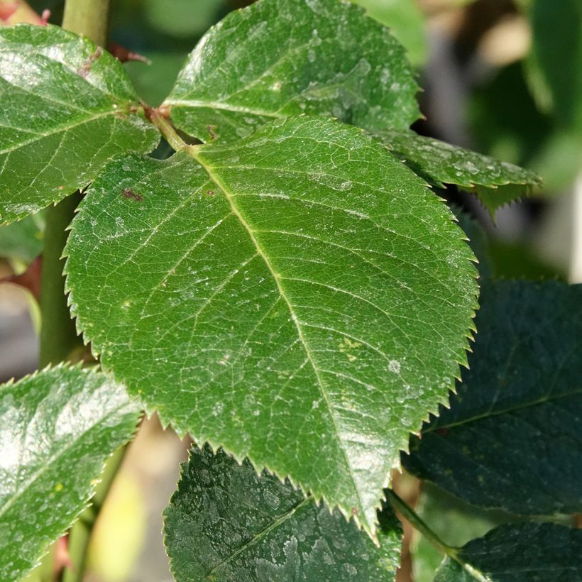 Rosa 'Jules Verne' - Hybrid Tea Rose (Foliage)