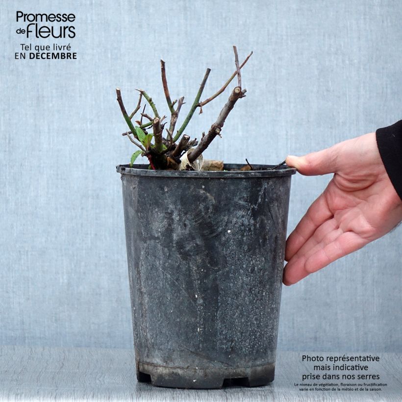 Rosa Kazatchok 4L/5L pot sample as delivered in autumn
