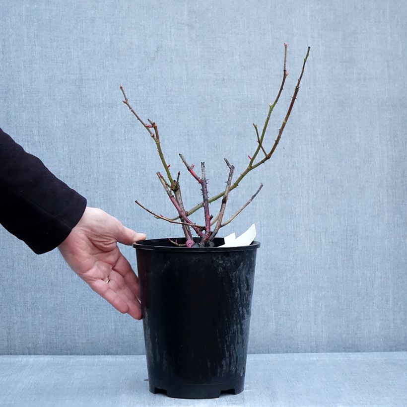 Rosa Kazatchok 4L/5L pot sample as delivered in winter