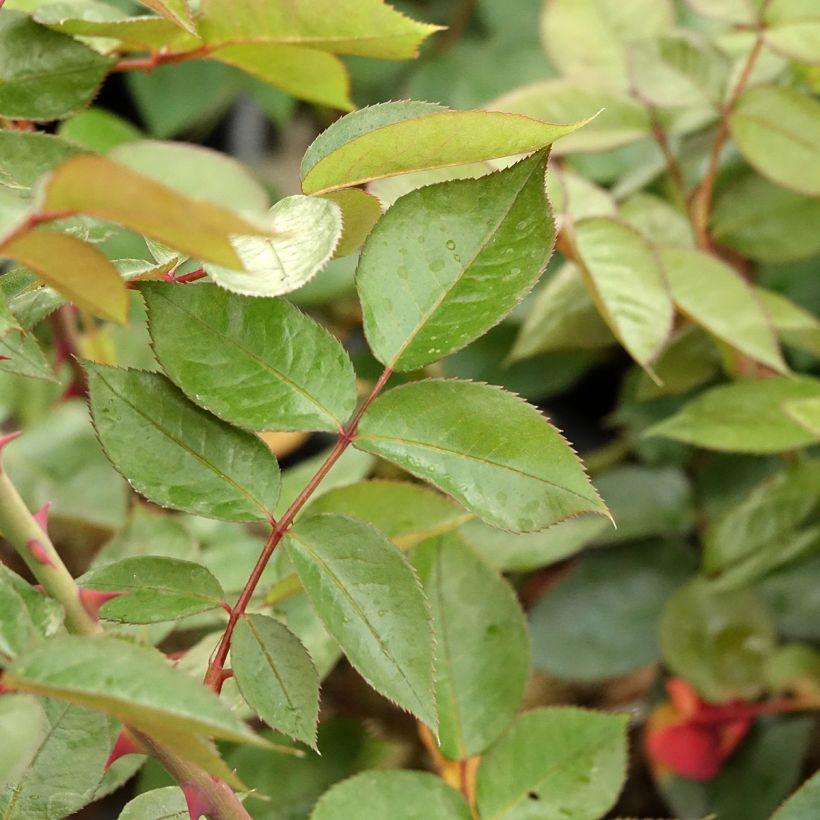 Rosa  'La rose Monsieur' - Hybrid Tea Rose (Foliage)