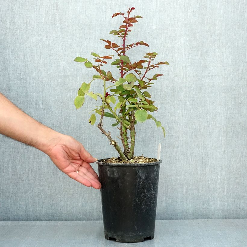 Rosa 'Laeticia Casta' - Shrub Rose 4L/5L pot sample as delivered in summer