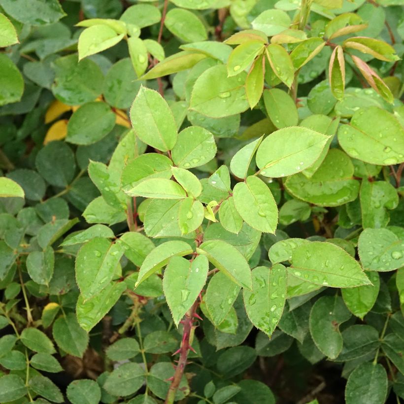Rosa 'Laeticia Casta' - Shrub Rose (Foliage)