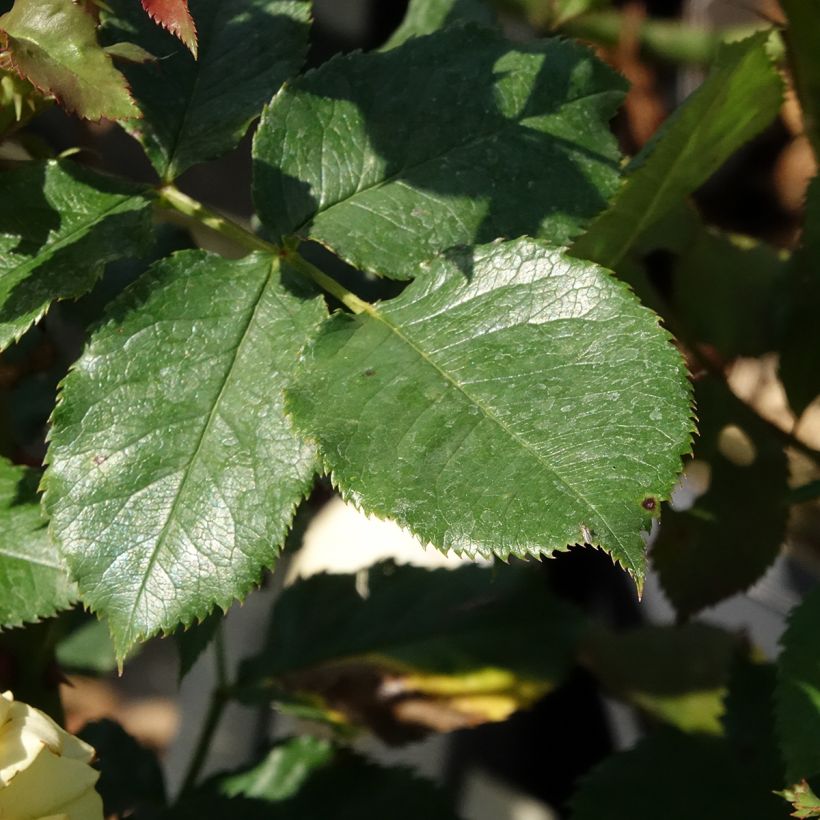 Rosa 'La Rotonde' - Hybrid Tea Rose (Foliage)