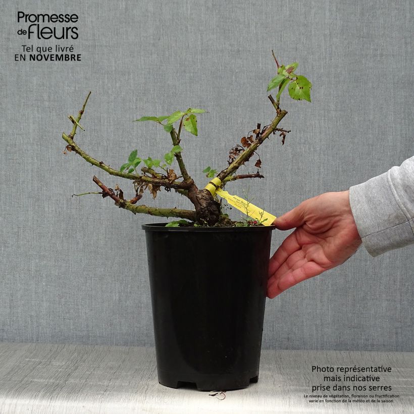 Rosa 'Music Hall' - Shrub Rose 4L/5L pot sample as delivered in autumn