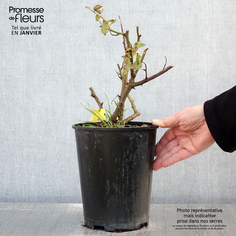 Rosa 'Music Hall' - Shrub Rose 4L/5L pot sample as delivered in winter
