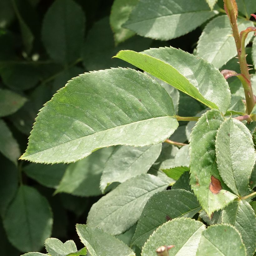 Rosa 'Lolita Lempicka' - Shrub Rose (Foliage)