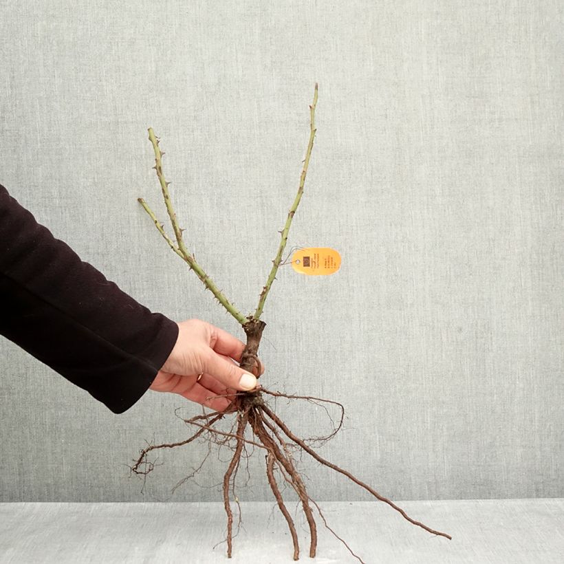 Rosa 'Louis de Funes' - Shrub Rose Bare root sample as delivered in winter