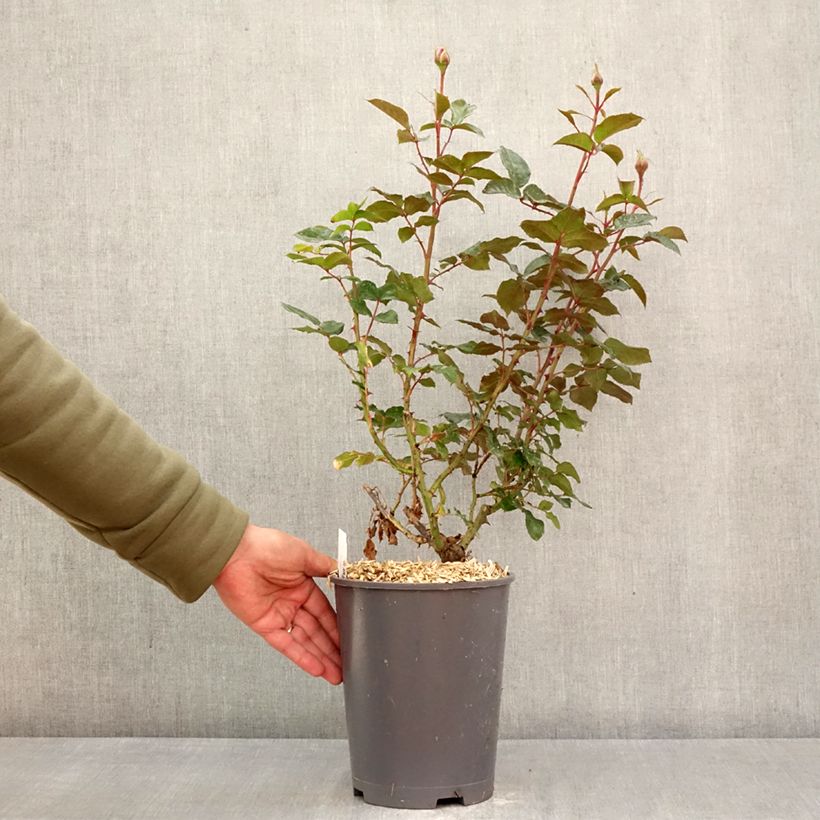 Rosa Macha Meril 4L/5L pot sample as delivered in spring