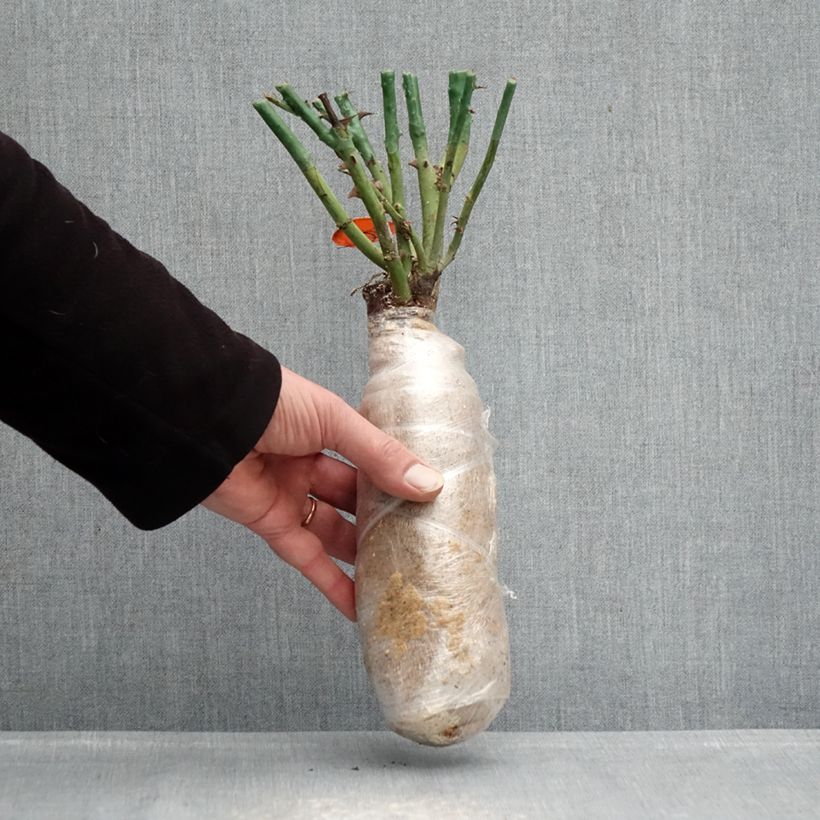 Rosa Mademoiselle Meilland - Hybrid Tea Rose Wrapped bare root sample as delivered in winter