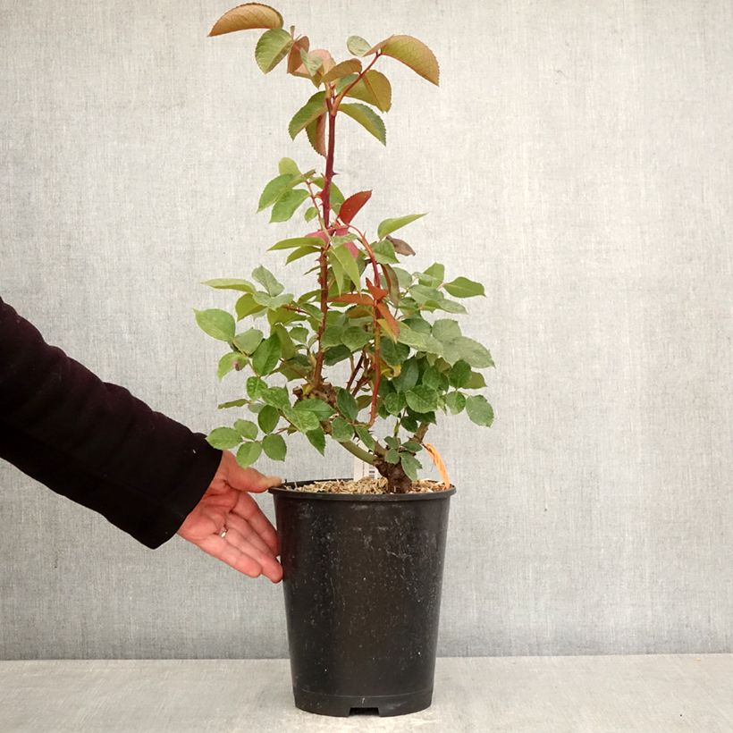 Rosa Marylou - Hybrid Tea Rose 4L/5L pot sample as delivered in spring