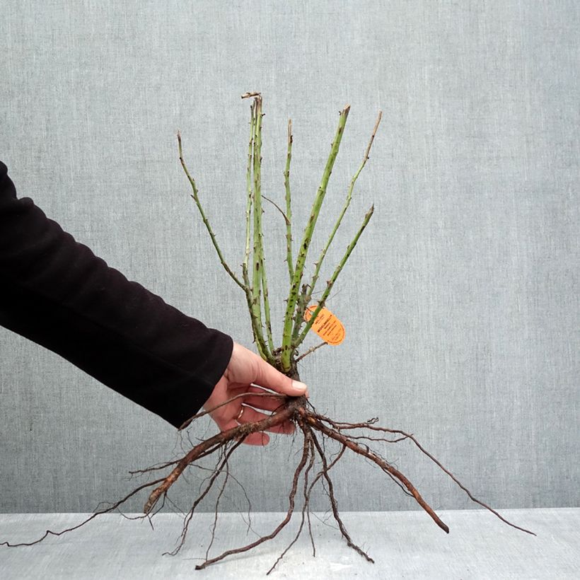 Rosa 'Michelangelo' - Shrub Rose Bare root sample as delivered in winter