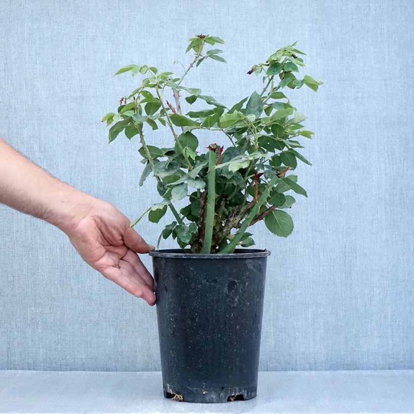 Rosa Mister Lincoln - Hybrid tea rose 4L/5L pot sample as delivered in summer