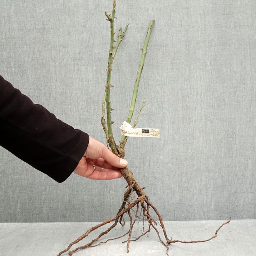 Rosa 'Madame A. Meilland' - Peace Rose - Hybrid Tea Rose Bare root sample as delivered in winter