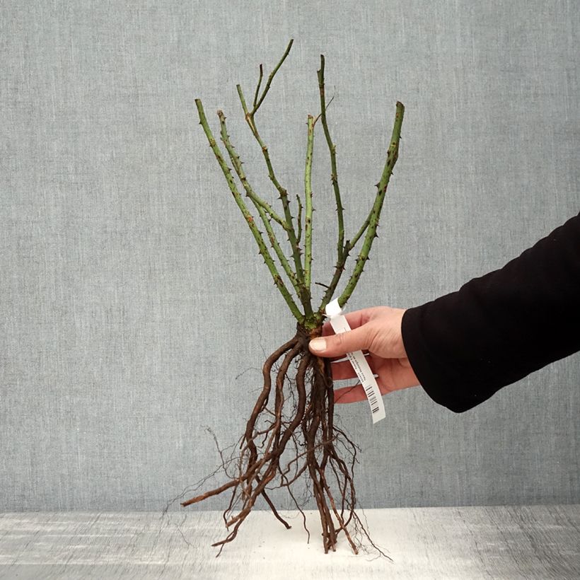 Rosa Nostalgie - Hybrid Tea Rose Bare root sample as delivered in winter