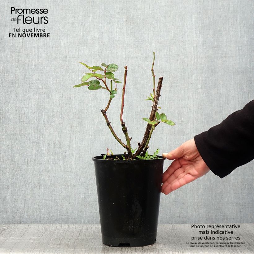 Rosa Pullman Orient Express 4L/5L pot sample as delivered in autumn