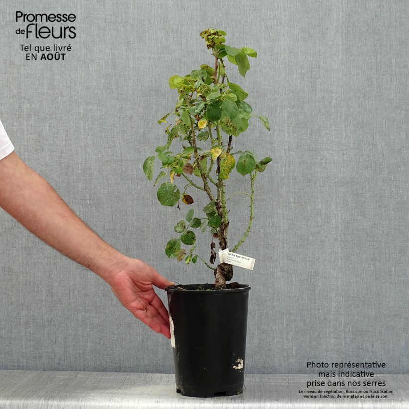 Rosa Over the Moon  4L/5L pot sample as delivered in summer