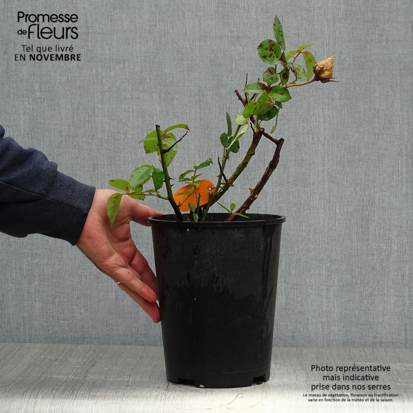 Rosa Pacific Sunset  4L/5L pot sample as delivered in autumn