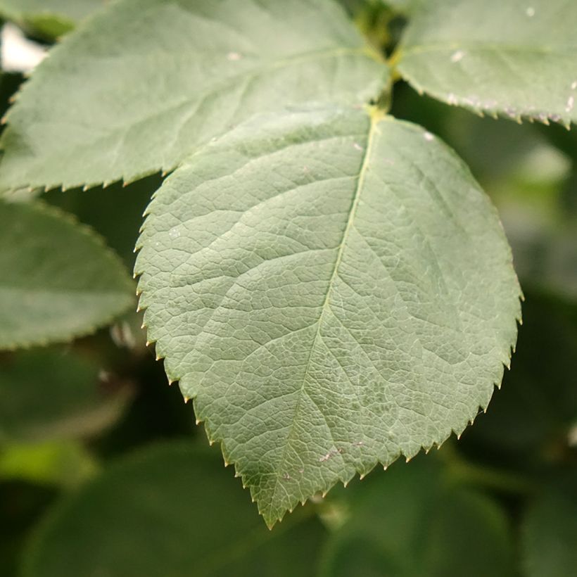 Rosa Paint it Black (Foliage)