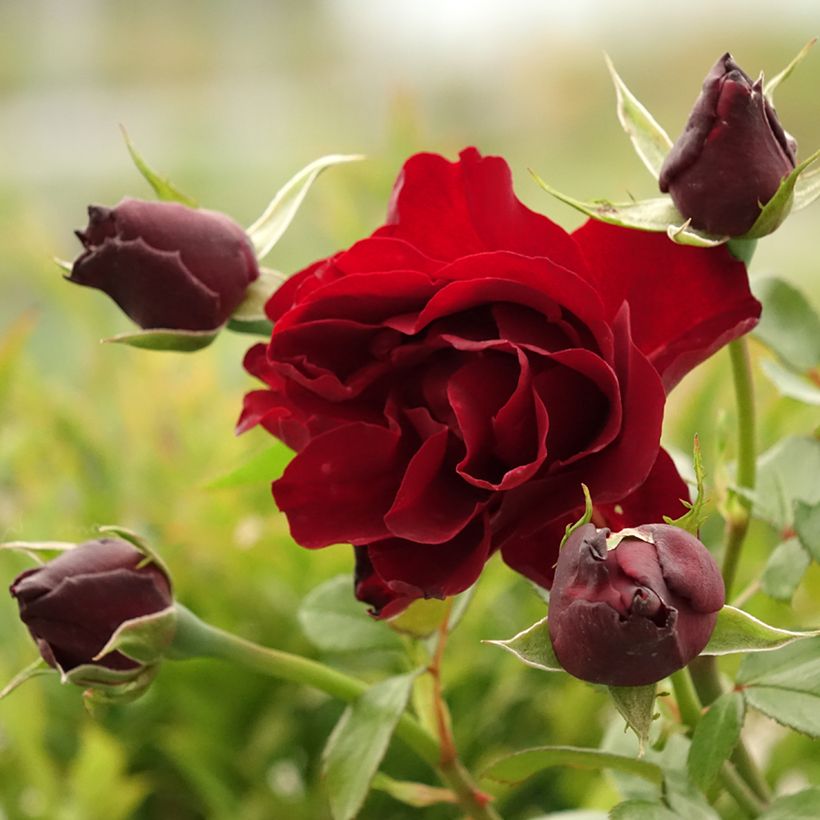 Rosa Paint it Black (Flowering)