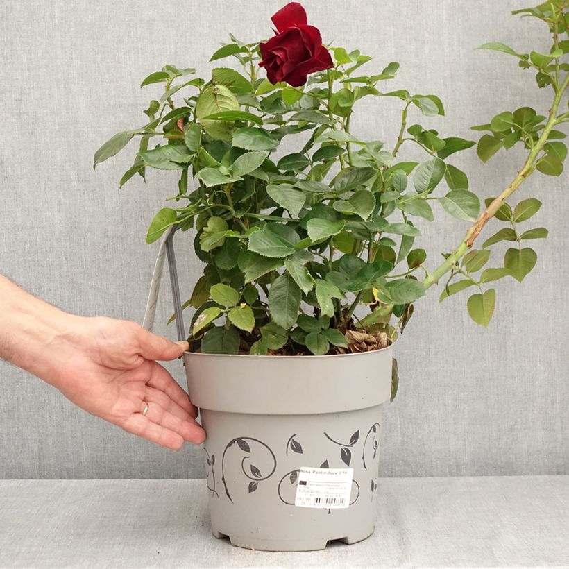 Rosa Paint it Black 6L/7L pot sample as delivered in summer