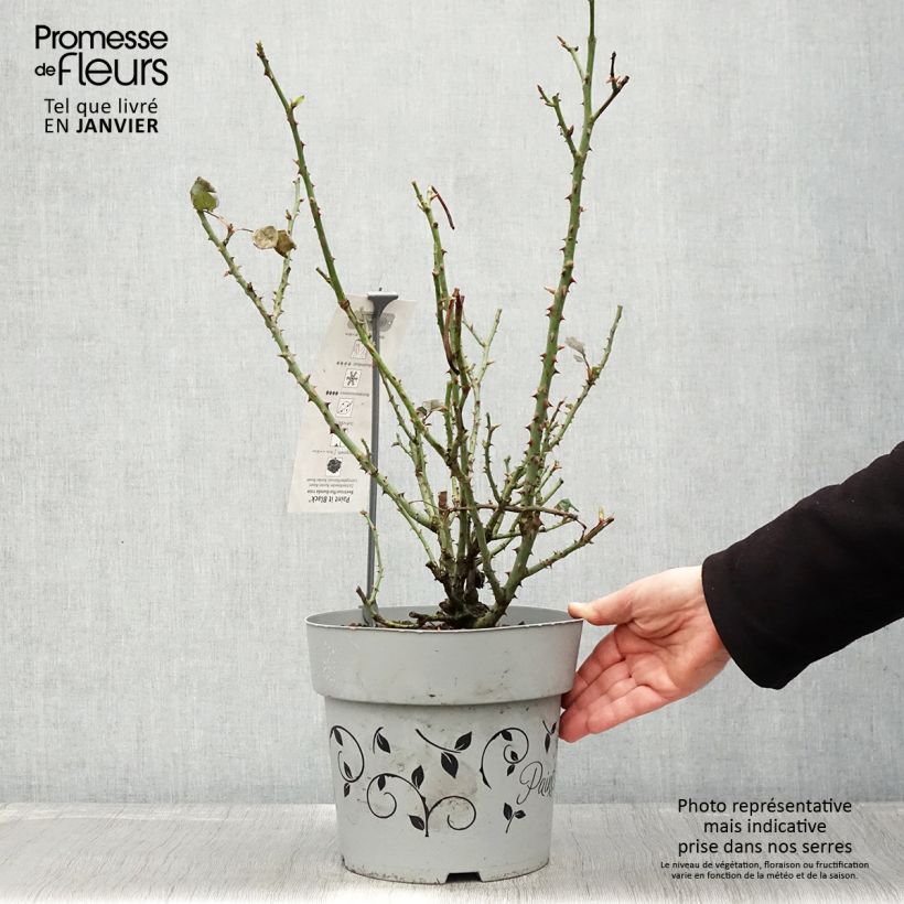 Rosa Paint it Black 6L/7L pot sample as delivered in winter