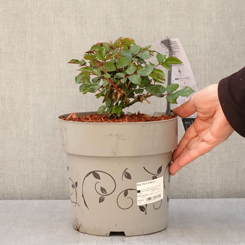 Rosa Paint it Black 6L/7L pot sample as delivered in spring