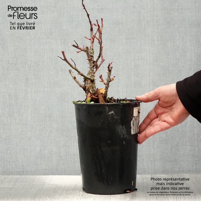 Rosa Pink Panther 4L/5L pot sample as delivered in winter