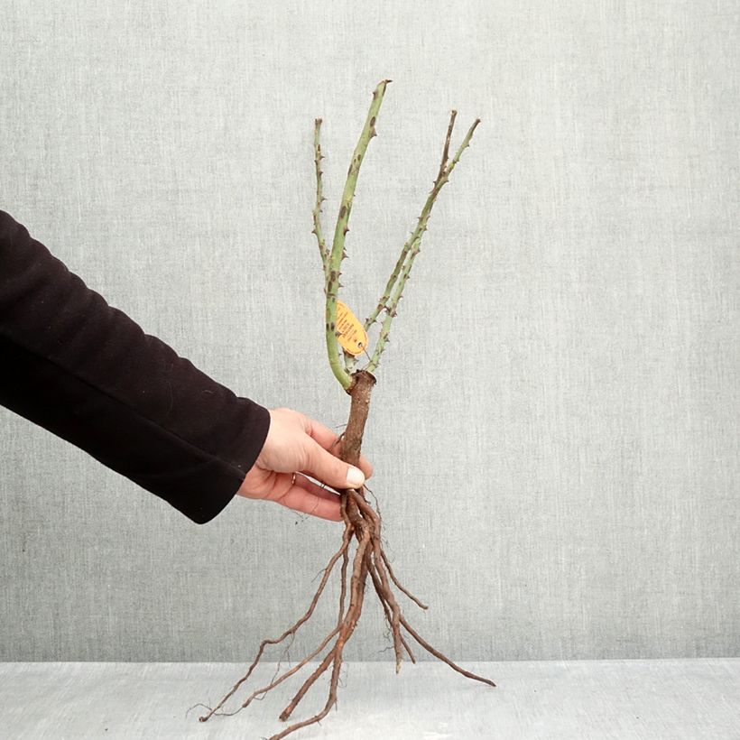 Rosa Pink Panther Bare root sample as delivered in winter